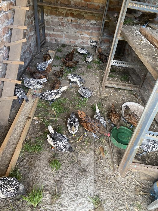 Продам курей сібрайта