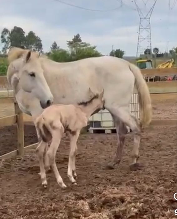 Égua Puro Sangue Lusitano – Excelente Reprodutora