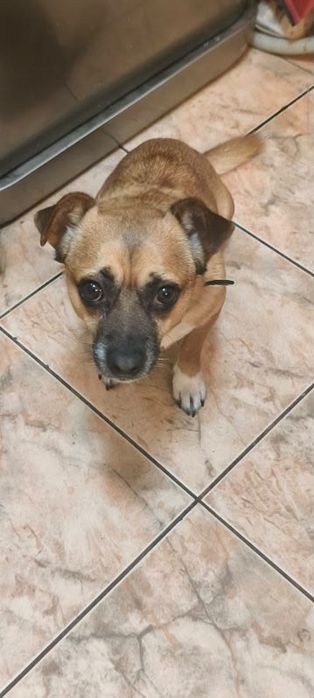 Samiec do adopcji za darmo