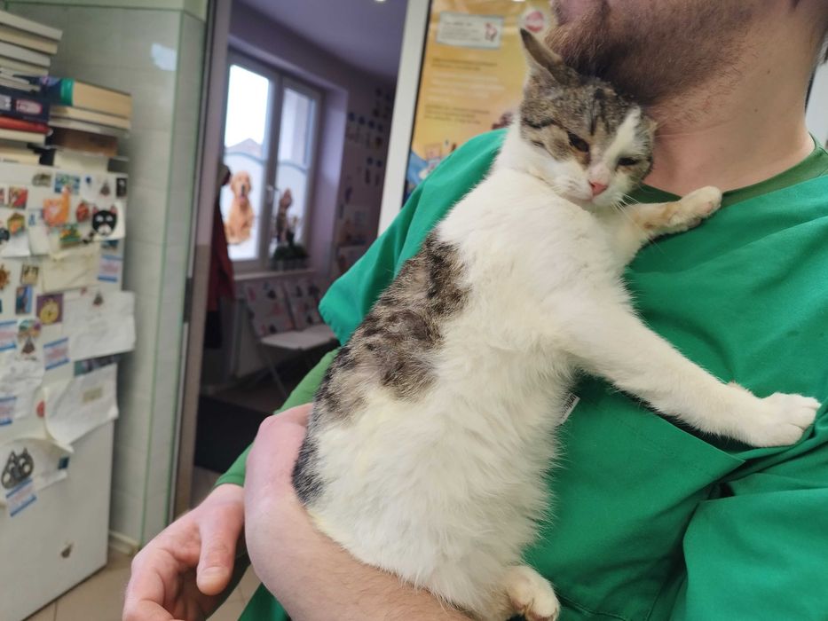 Koteczka poleca się do adopcji