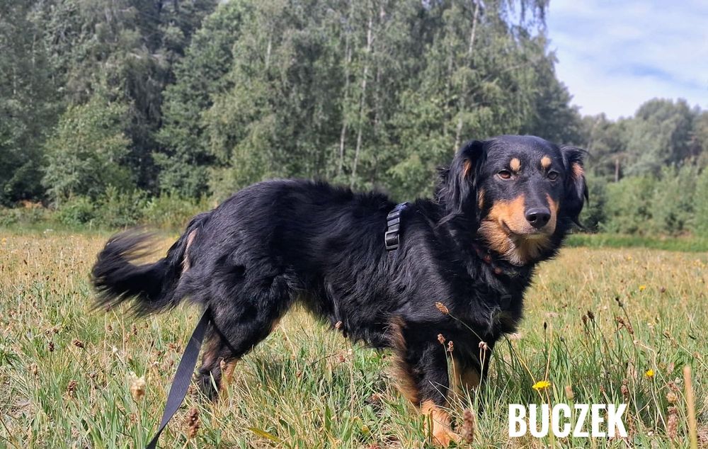 Dlugowlosy, 12 kg, 2 letni Buczek adopcja