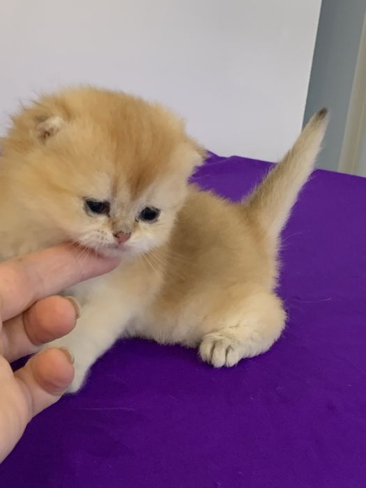 Класнючий мачо ! Вязка