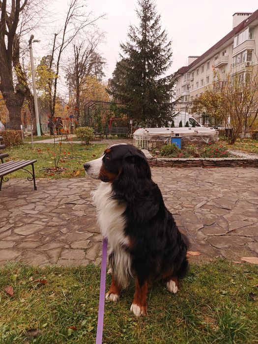 Вязка  Бернского Зененхунда