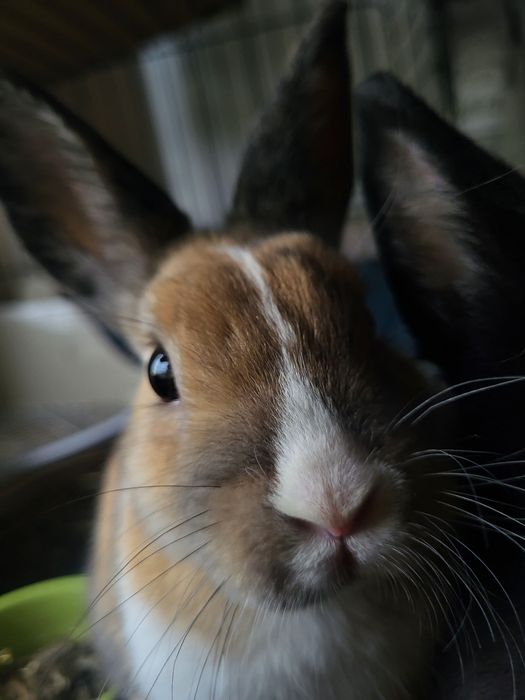 Krolik miniaturka samiec