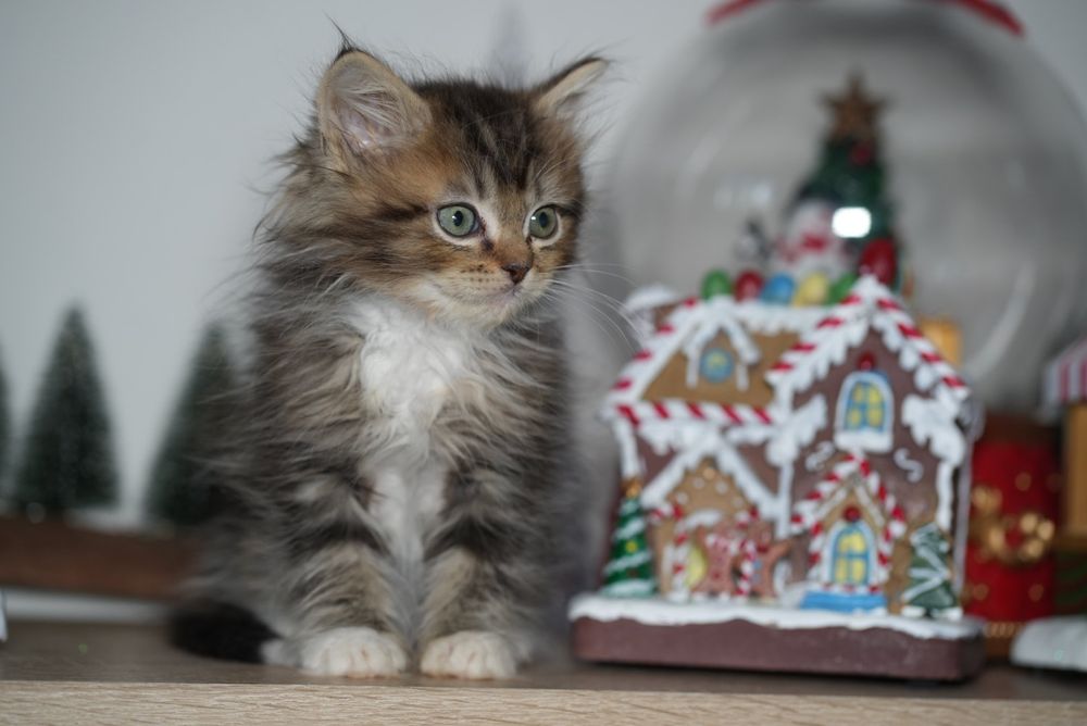 Black solid pręgowany ragdoll/cherubim