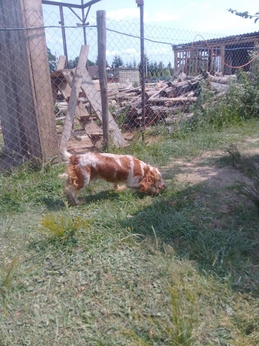 Англійський кокер спаніель.