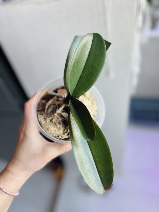 Фаленопсис , орхидея