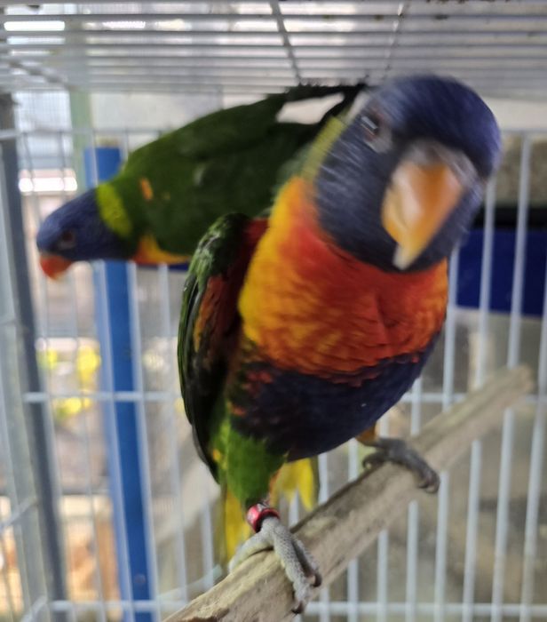 Papagaio lory demosticados