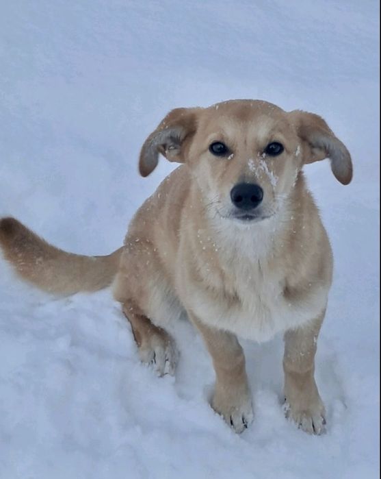 Дивись яка я красуня!!! Стерилізована та вакцинована.