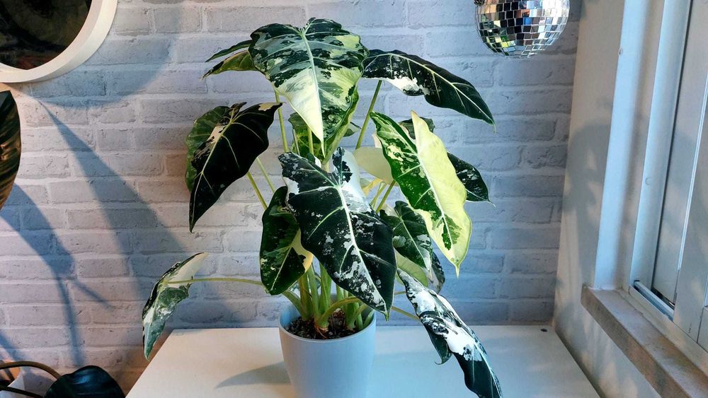 Alocasia Frydek Variegata — Rara & Saudável