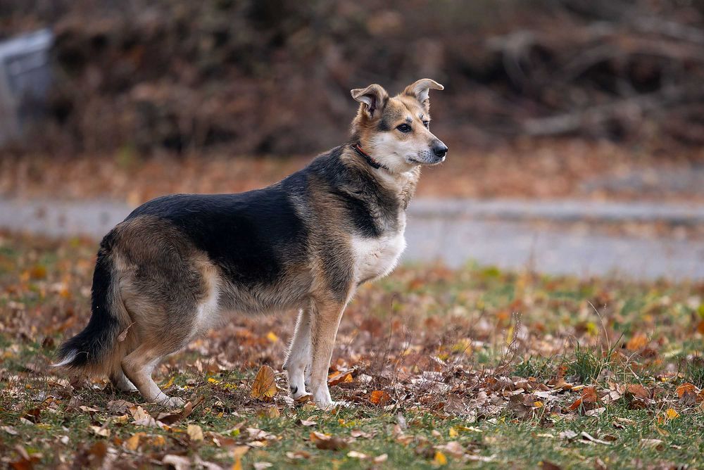 Віддам в добрі руки милу, ніжну собаку Сейді.