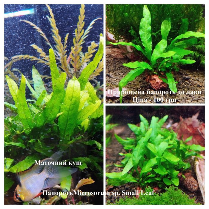 Мох Віллоу / Willow, Папороть Microsorum sp.Small Leaf