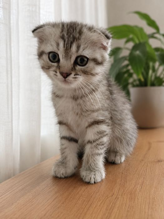 Кошеня Шотландської висловухої (сіре)