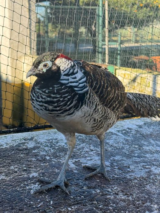 Trio de Faisão Lady amherst