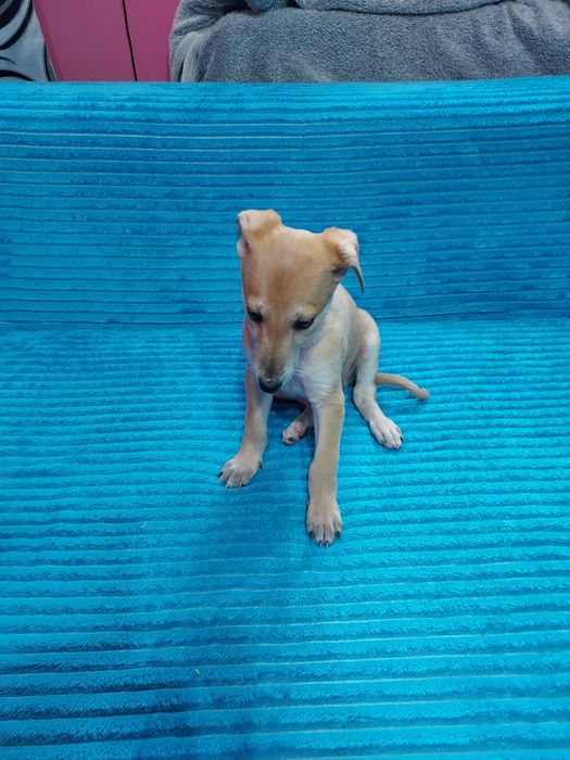 Chart Angielski Whippet suczka