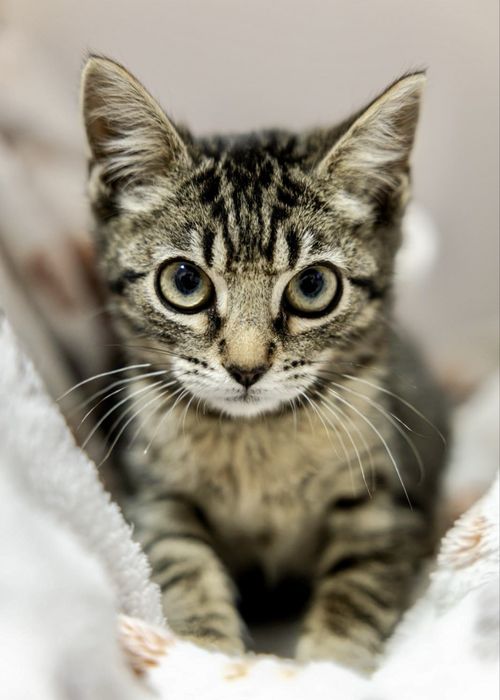 Gatinhos bebés para adoção responsável