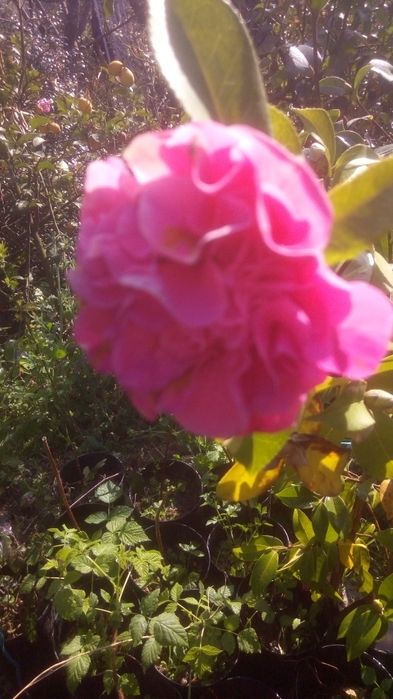 Vendo Camélias com 3 metros