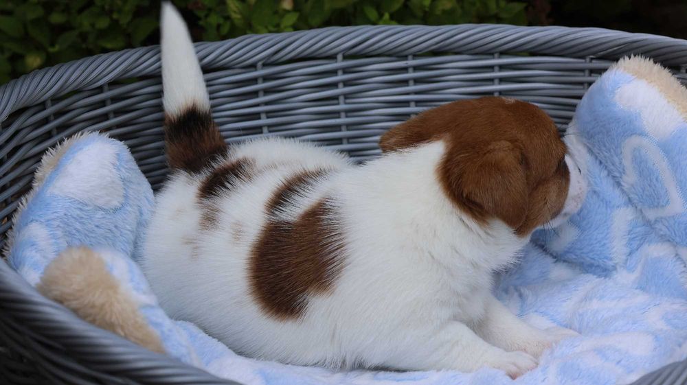 Jack Russell Terrier /ZKwP FCI- wzorcowa hodowla- PIESEK