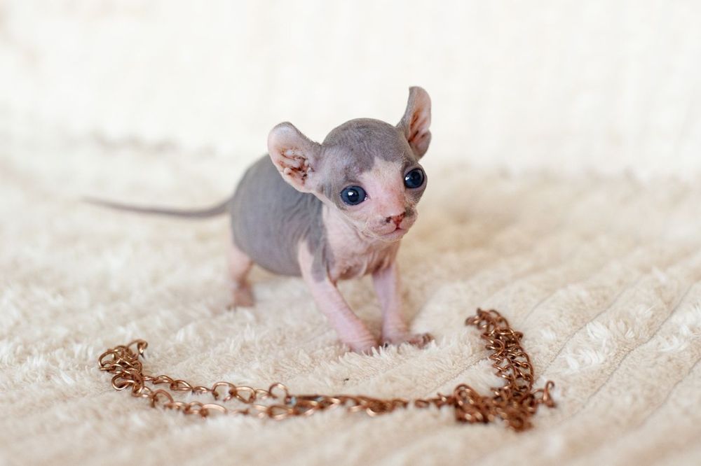 Сфинкс, канадский сфинкс, мальчик(есть девочка) 2мес, самостоятельный, проглистован