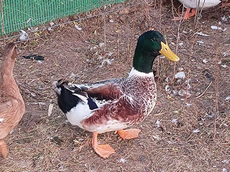 Kaczki staropolskie, gęsi, indyki