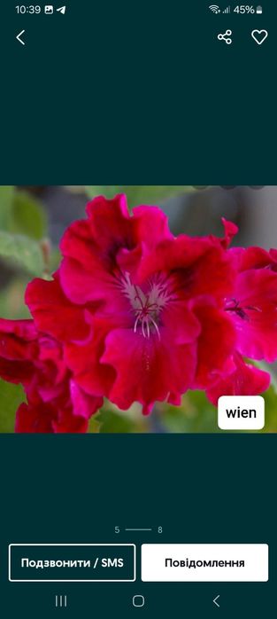 Королівська пеларгонія. Пеларгонія Розалінда.