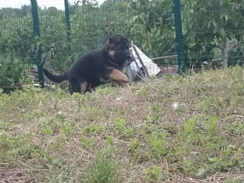 Німецька вівчарка