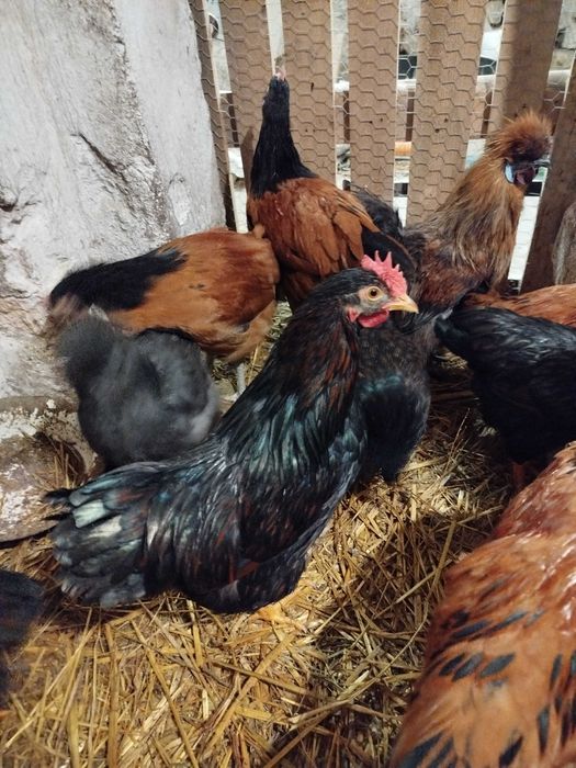 Młody kogut Barnevelder Złotołuskowany/ kogut vorwerk