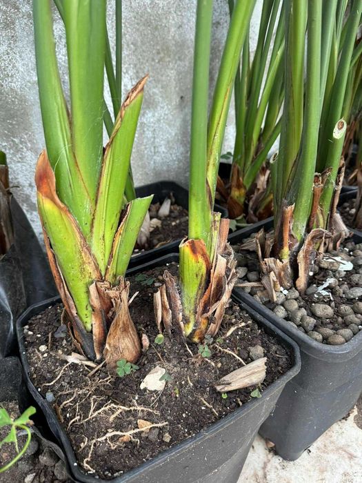 Estrelícia - Strelitzia reginae