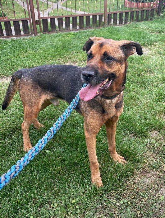 Dragon szuka nowego domu