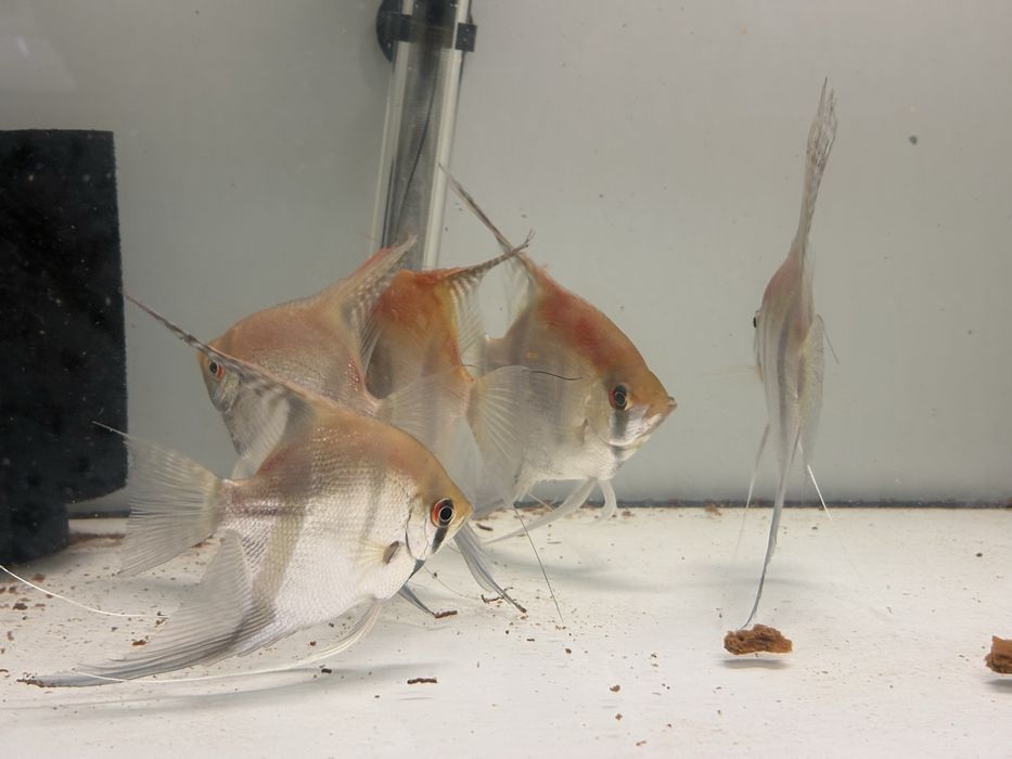 Skalary manacapuru po rodzicach od Simona