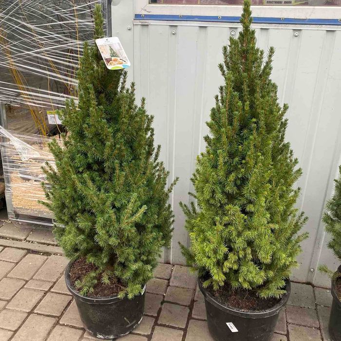 Елки, ялини, сосни живі в горщиках