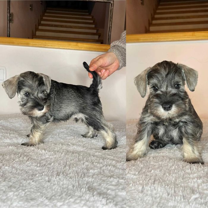 Sznaucer Miniaturowy Pieprz i Sól (ZKwP, FCI)