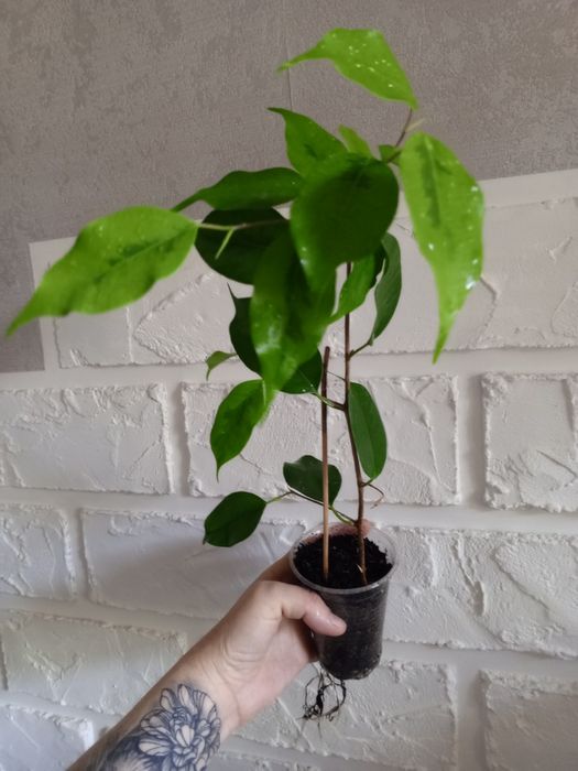 Філодендрон. Каланхое Magic Bells. Фікус. Шлюмбергера. Пеларгонія