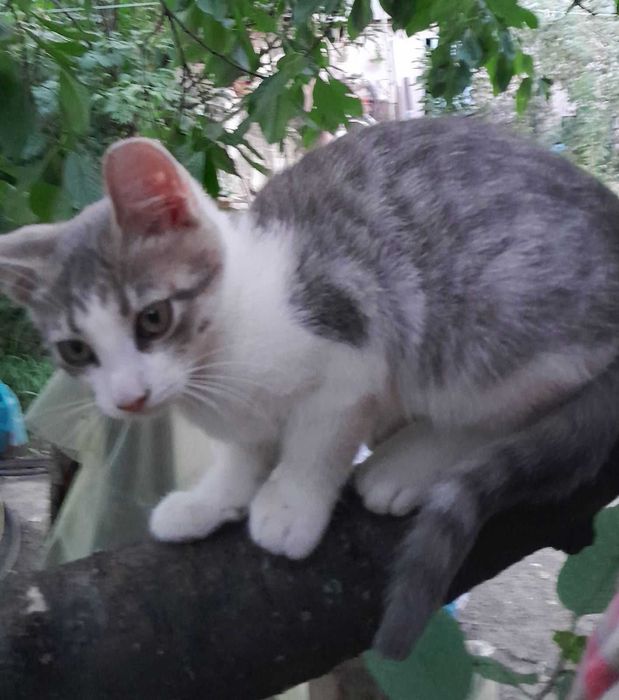 Кицька- красуня, подарує вам втіху.