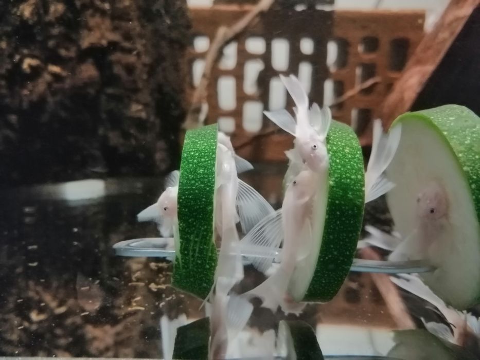 ancistrus-l144-snow-white-weloniasty-zbrojnik-long-fin-glonojad-pozna