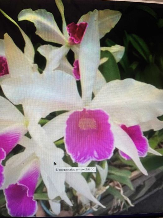 Каттлея  орхидея  mossiae  schroederae