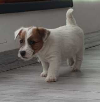 Jack Russell Terrier FCI ZKwP piesek champion w.szorstki suczka