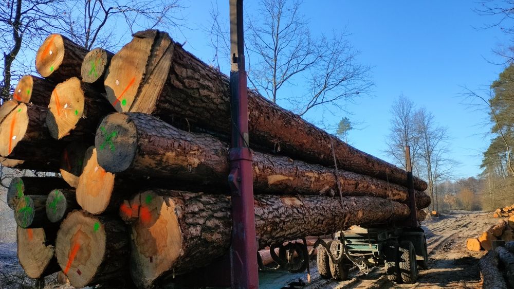 Sosna tartaczna dłużyca drewno kłoda drewno budowlane