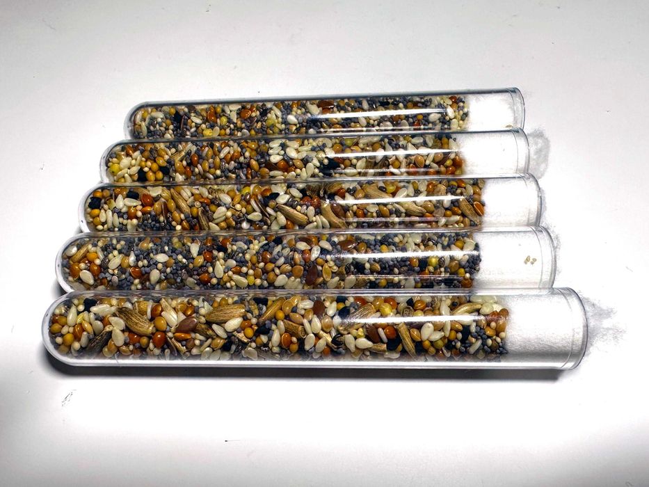 Mieszanka ziaren Premium dla Messor Barbarus - mrówki żniwiarki