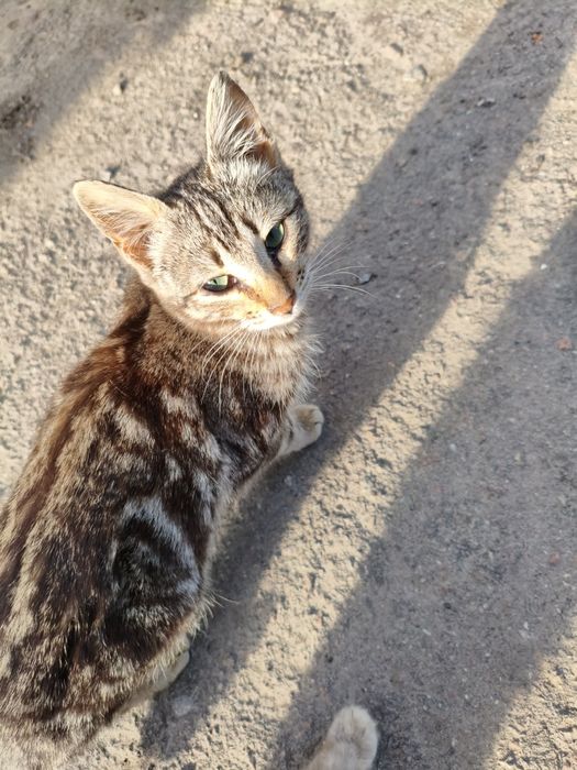 Віддам котів в добрі руки м.Нікополь