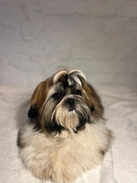 Urocza biało-złota suczka Shih-tzu ZKwP FCI