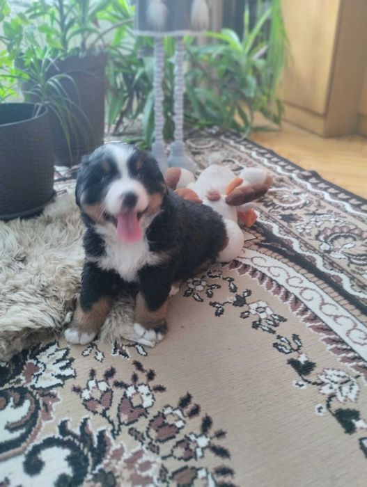 Продам цуценята бернского зененхунда