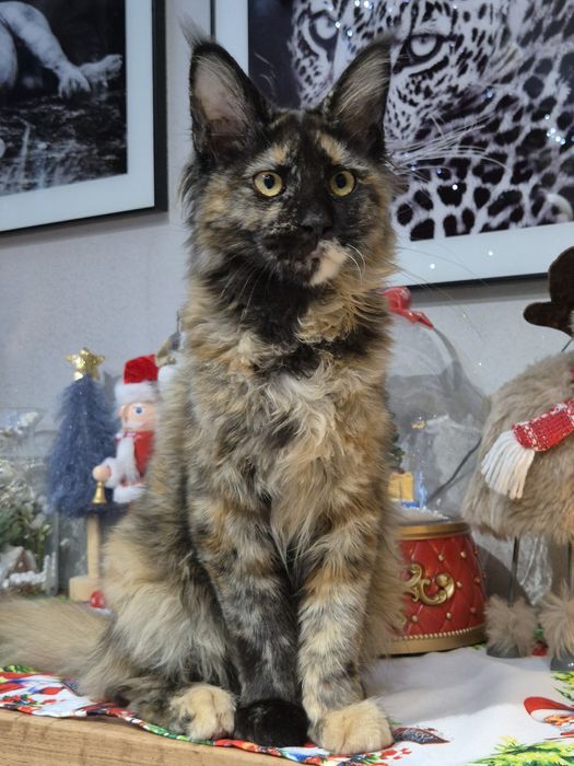 Lolita Cudna kotka Maine Coon