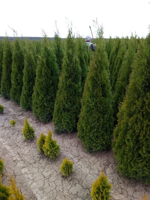 Туя смарагд От1. 00-2.70м. Туя колумна