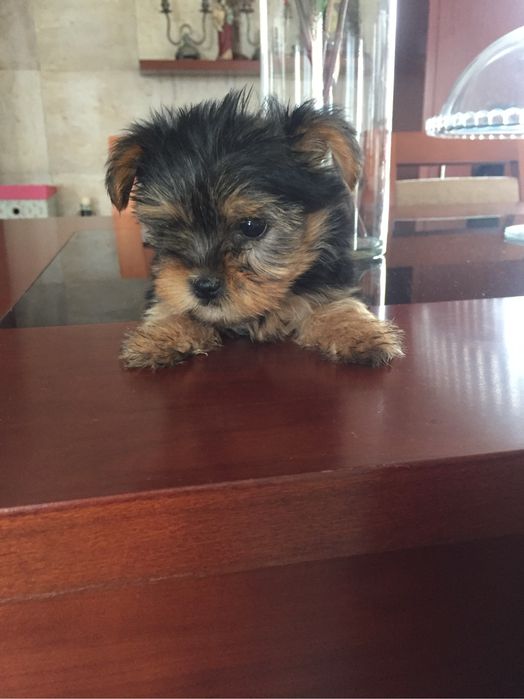Yorkshire terrier menino