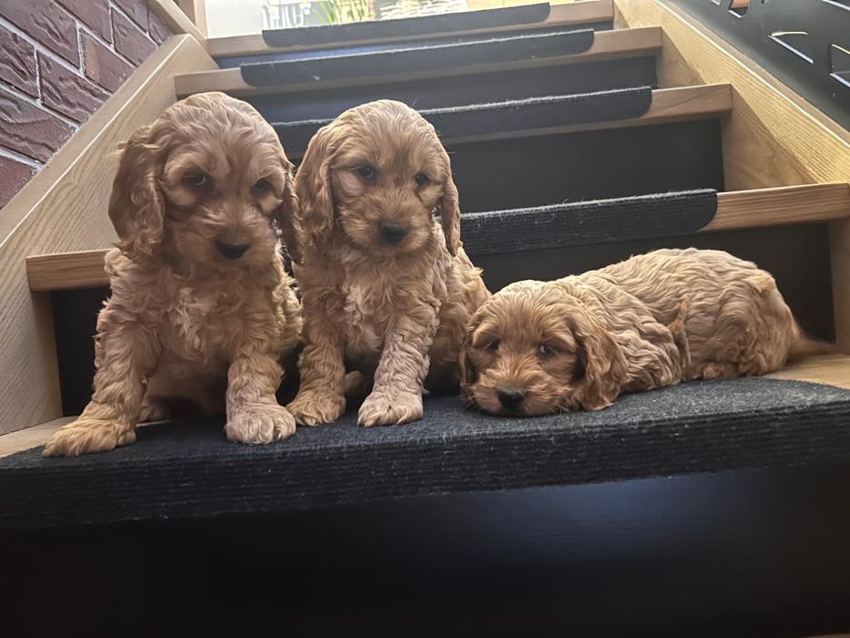 Cockapoo.cocker spaniel angielski..pudel