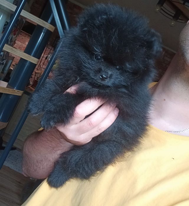 Szpic miniaturowy