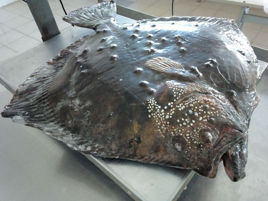 Голец (гольц),Форель,сёмга(лосось), кижуч - ЛУЧШАЯ красная рыба. Осётр