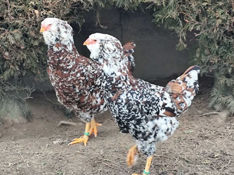 Orłowskie jaja lęgowe