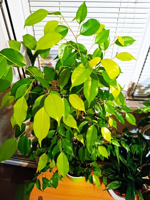 Фікус Бенжамина голд